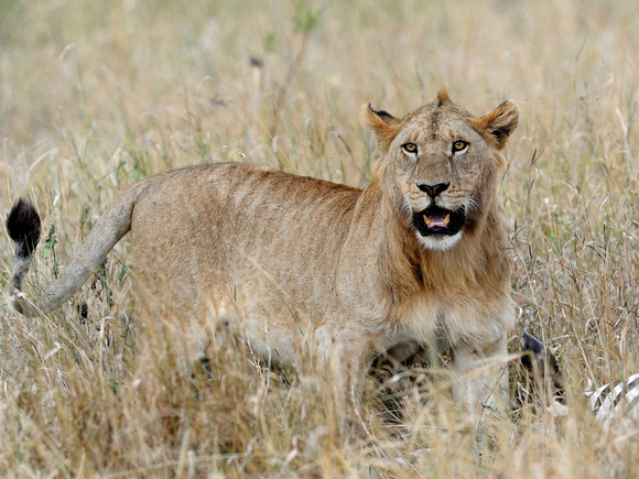 Lion (Tanzania)
