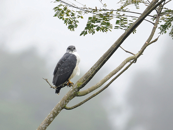 Grey-backed Hawk  (Ecuador)