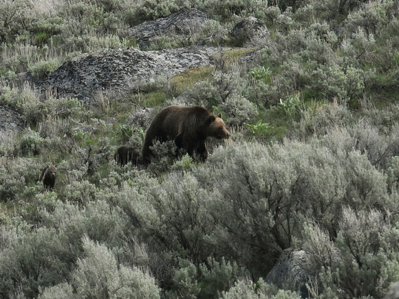 Brown (Grizzly) Bear (USA)