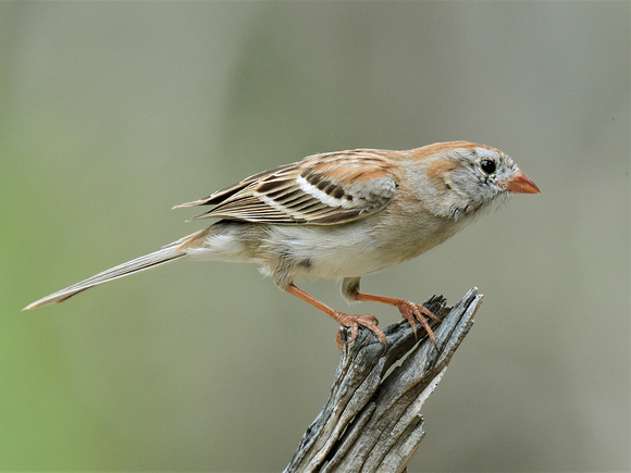 Field Sparrow (USA)