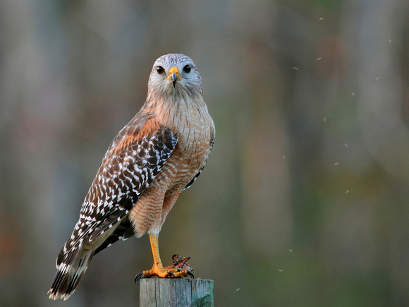 Red-shouldered Hawk, adult (USA)