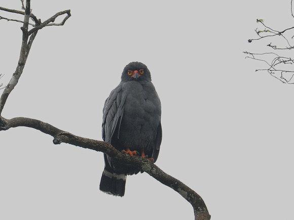 Plumbeous Hawk (Ecuador)