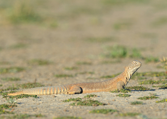 Hardwicke's spiny-tailed Lizard (India)