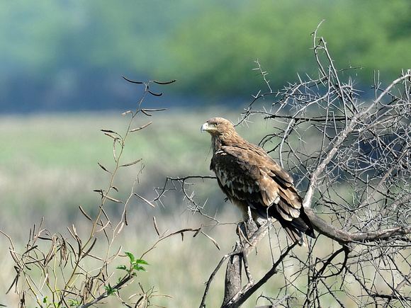 Eastern Imperial Eagle (India)