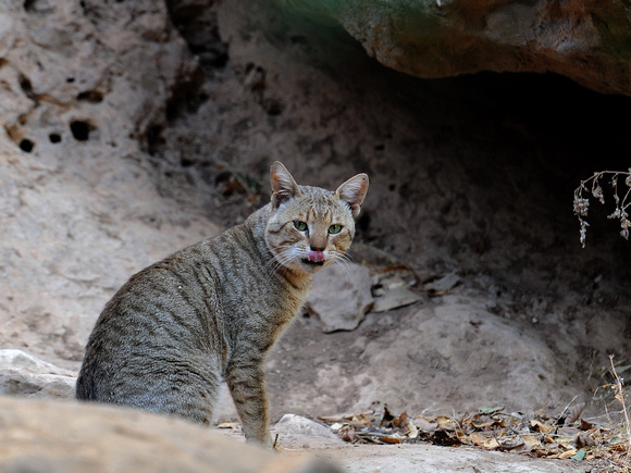 African Wild Cat (Oman)